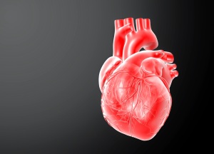 Researchers have identified a protein that can mitigate the damage to cells caused by a heart attack
