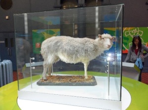 Dolly's taxidermied remains are in a museum in Scotland. She died after only six years, about half the normal life expectancy.