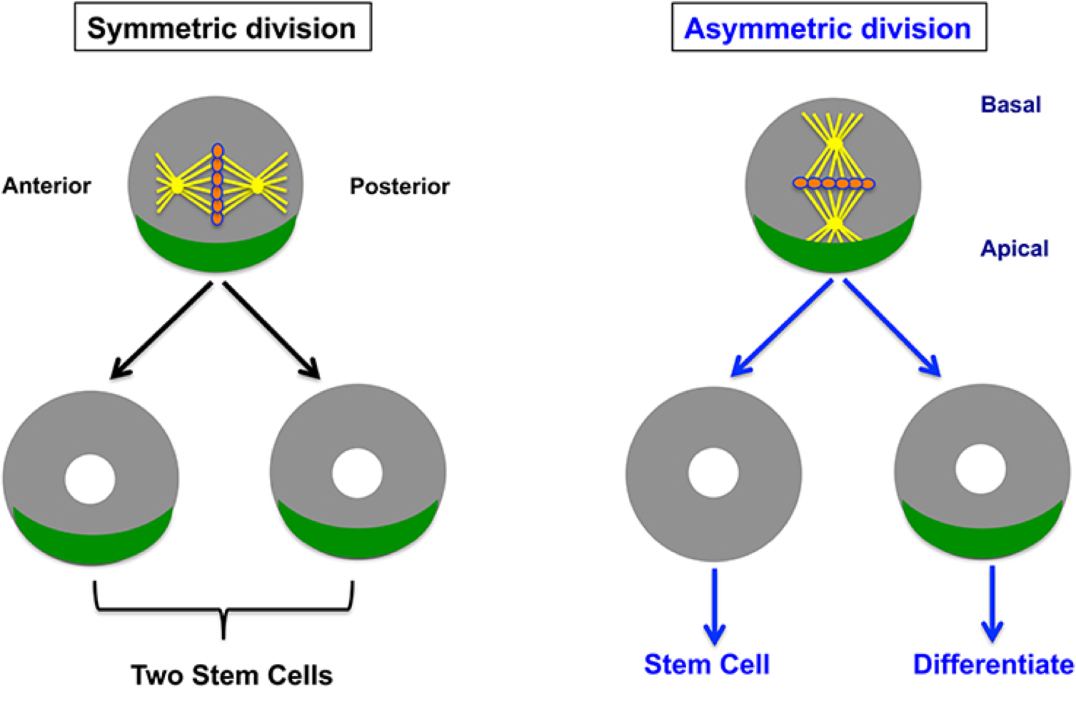 Деление стволовых клеток. Стволовые клетки деление. Симметричное деление стволовых клеток. Деление стволовой клетки.