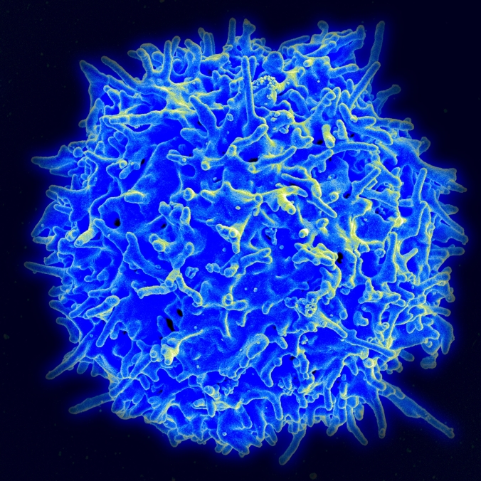 Healthy_Human_T_Cell